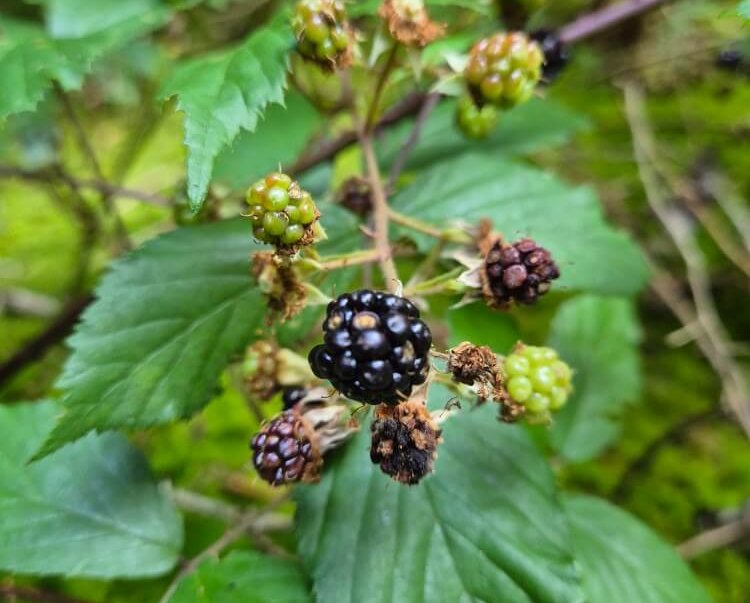 Brombeermarmelade hausgemacht
